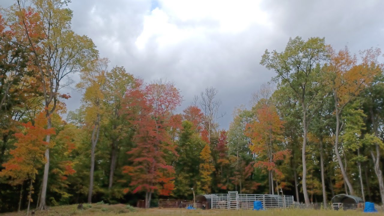 The Cold, Windy Fall evening on our Small farm in the woods - YouTube