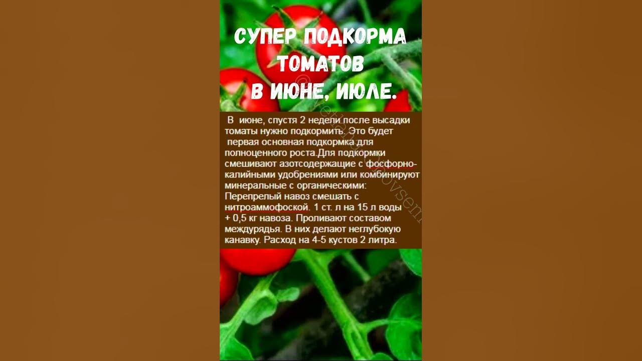 Чем подкормить томаты в конце июля. Чем подкормить томаты в конце июля