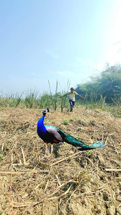 Sigma theta peacock 🦚 so cute Dean forest #dean #sigma #shorts #safari #vtrwildtv #peacock