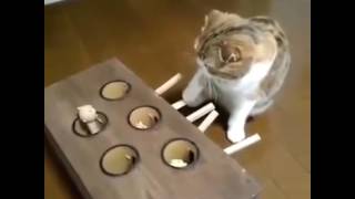 Funny Cat And Dog Game