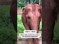 #elephantlove #elephant #sanctuary #animals #youtubeshorts #nature #elephantconservation