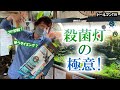 トールマンTV『殺菌灯の極意!』