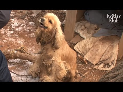 Vídeo: Un cocker spaniel perd molt?