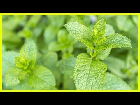 Video: Feldbindekraut - Nützliche Eigenschaft Und Anwendung Der Feldbindkrautpflanze