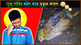 সুস্থ পাখি কোনো রোগ ছাড়াই হঠাৎ করে মারা যাওয়ার কারণ😭 suddenly quail die without any reason⚡ jactok