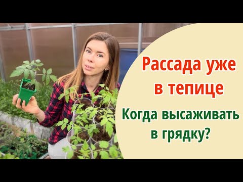 видео: ВЫНЕСЛА РАССАДУ В ТЕПЛИЦУ. КОГДА ВЫСАЖИВАТЬ ТОМАТЫ НА ГРЯДКУ? Рассада, которой я недовольна