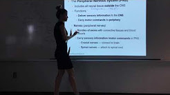 The Nervous System Part 1 - YouTube