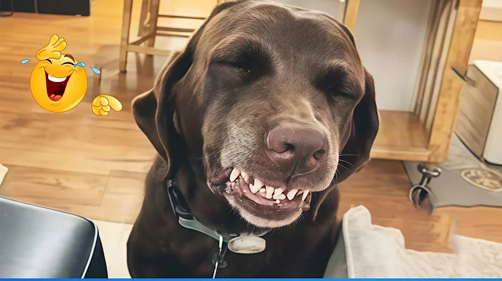 Watch the video about Best Of The Funny Animal Videos 😹🐶 Funniest Cat & Dog Moments Ever Recorded 🤣