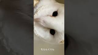 もらんくりん#本日のもらちゃん#フクロウ #owl #メンフクロウ