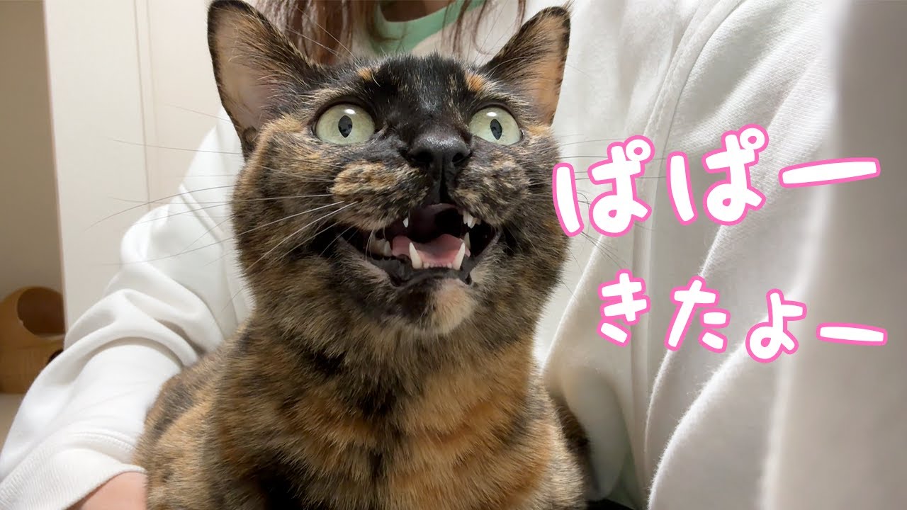 This calico cat is so cute, cuddling with her mom while talking to