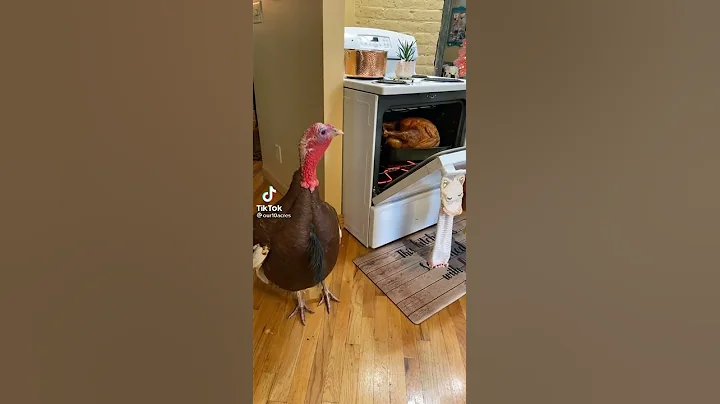 Thanksgiving Turkey Watches Cooked Turkey In Oven TikTok (Full Video) #thanksgiving #funny #turkey