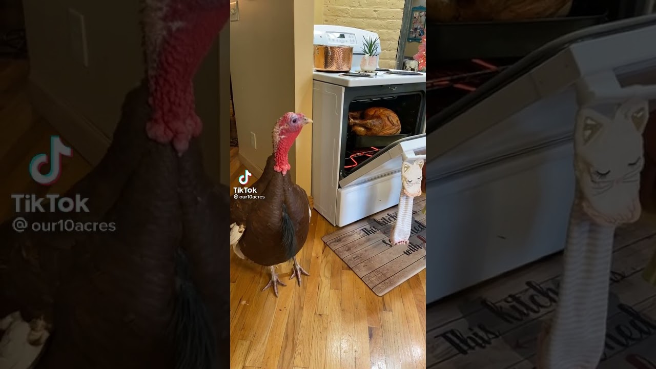 Thanksgiving Turkey Watches Cooked Turkey In Oven Tiktok Full Video