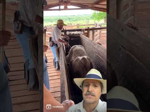 Manejo no tronco