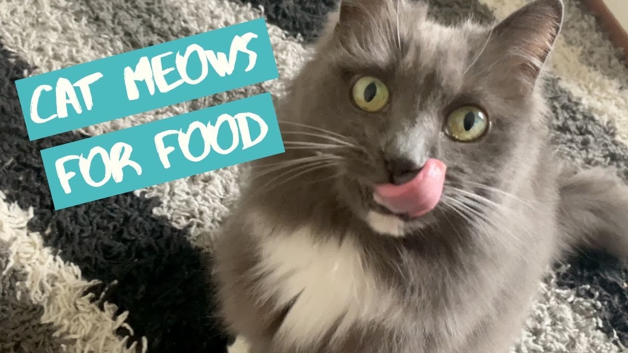 Cat Meows Loudly For Food Cats Cats Meow Cute Cats And Kittens