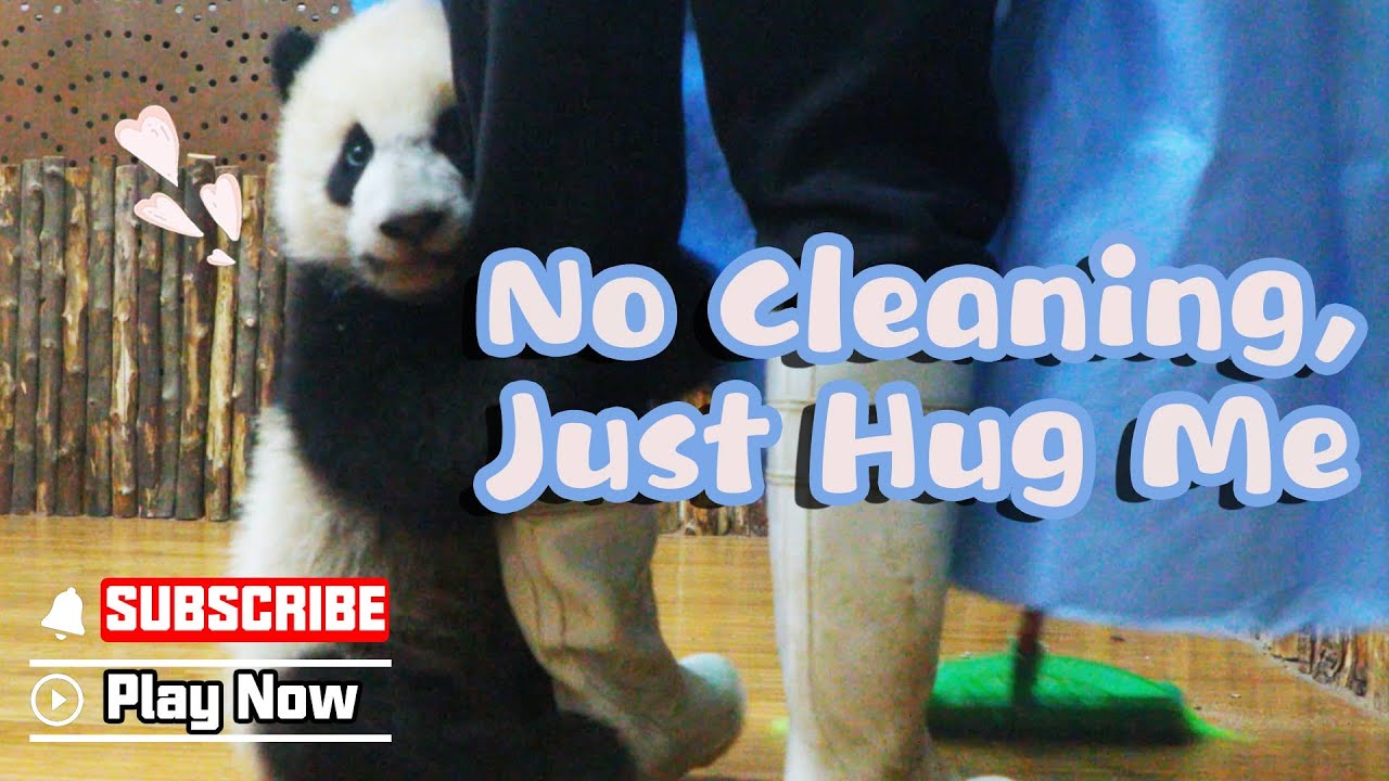 This Is How Baby Panda Itself As Nanny's Little Helper