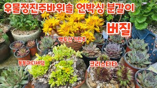 #버질바위솔 #통통마디세덤 #백두산기린초 #크리스타타 #분갈이 우물정진주바위솔 언박싱