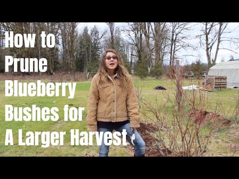 वीडियो: ब्लूबेरी बुश प्रत्यारोपण - जानें कब और कैसे करें ब्लूबेरी झाड़ियों का प्रत्यारोपण