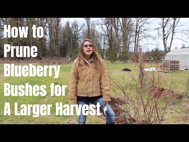 How to Prune a Blueberry Bush for a Larger Harvest class=