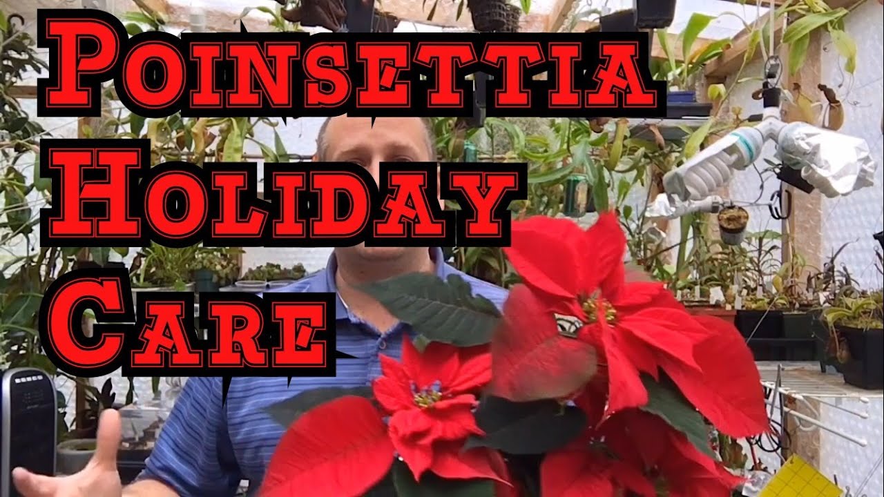 POINSETTIA CARE PT1: HOW TO CARE FOR POINSETTIA'S OVER THE HOLIDAYS