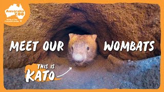 Walking with Wombats | Australia Zoo Life by Australia Zoo 37,822 views 1 month ago 5 minutes, 43 seconds