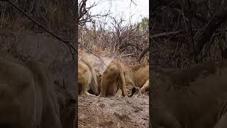 Lions Play Tug of War with Warthog#shorts