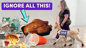 Auto-Leave-It: Ultimate Guide To Teaching Your Dog to Ignore Distractions and Focus on You!