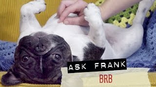 Brb - Ask Frank: Advice For Dogs. By A Dog.