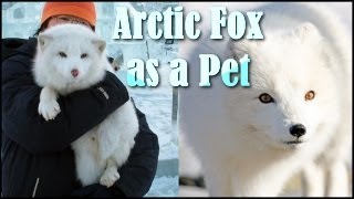 Pet Arctic Fox Care Guide - Exotic Pet Wonderland Animal Rescue