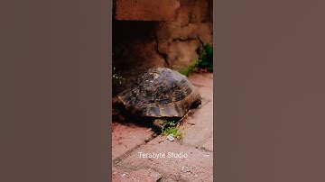 Turtle | Tortoise | Turtle Videos for kids #oddlysatisfyingvideo #shorts #turtle #tortoise