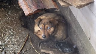 this sick puppy crying in pain until this happen by Pets are love  1,381 views 11 days ago 7 minutes, 12 seconds