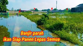 Parah Ikan Siap Panentambak Dan Empang Malah Kebanjiran  Mancing Banjiran Sidoarjo
