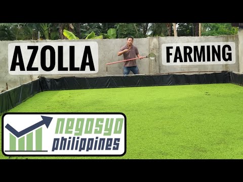 Video: Wie wächst Azolla auf den Philippinen?