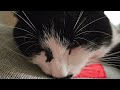 Mon chat fait des ronrons ❤️#chat #cat #cutecat 