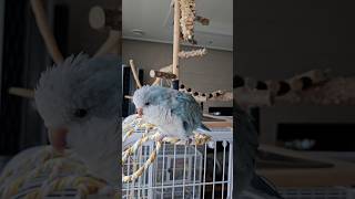 [퀘이커 앵무] 으으응~ 아!! #parrot #quakerparrot #cute #까꿍이