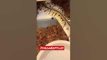 Female Ball Python ready To Lay Eggs🐍 🔥🐍