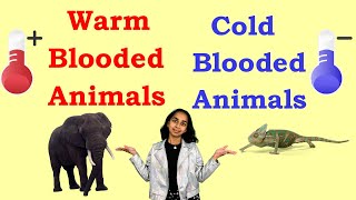 WarmBlooded vs ColdBlooded: What’s the Difference?