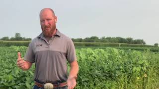 2021 FOCUS site tour - Weed Management in Early Planted Soybeans