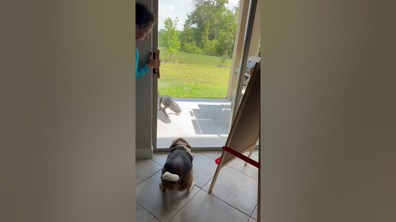 Baying Beagle Scares Alligator Away ViralHog YouTube