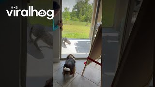 Baying Beagle Scares Alligator Away || Viralhog