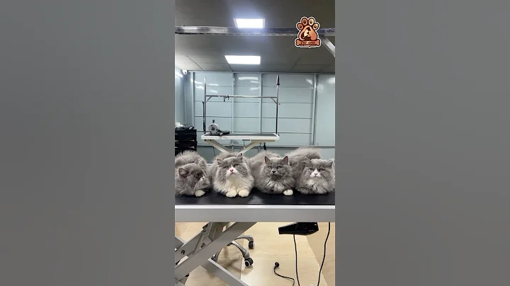 Watch the video about Fluff overload! 🐾 These four Persian kittens had the ultimate grooming session 🛁💖