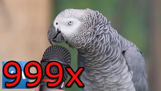 Talking Parrot 999x speed meme