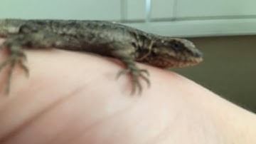 I Rescued a Wild Lizard from a Glue Trap!!! 4/11-11/11 Reptile Vlog