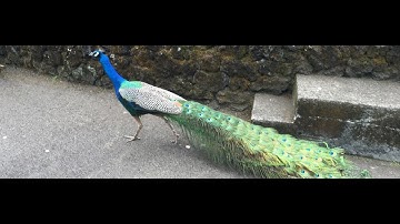 gotcha force playthrough part 1