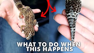 FIXING A BAD SHED / REMOVING OLD SKIN | Leopard Gecko