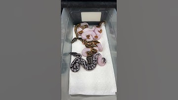 Another GCR Axanthic Pied clutch hatched!