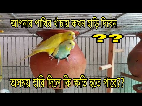 ভিডিও: আপনার কি পাখির খাঁচায় কম্বল রাখা উচিত?