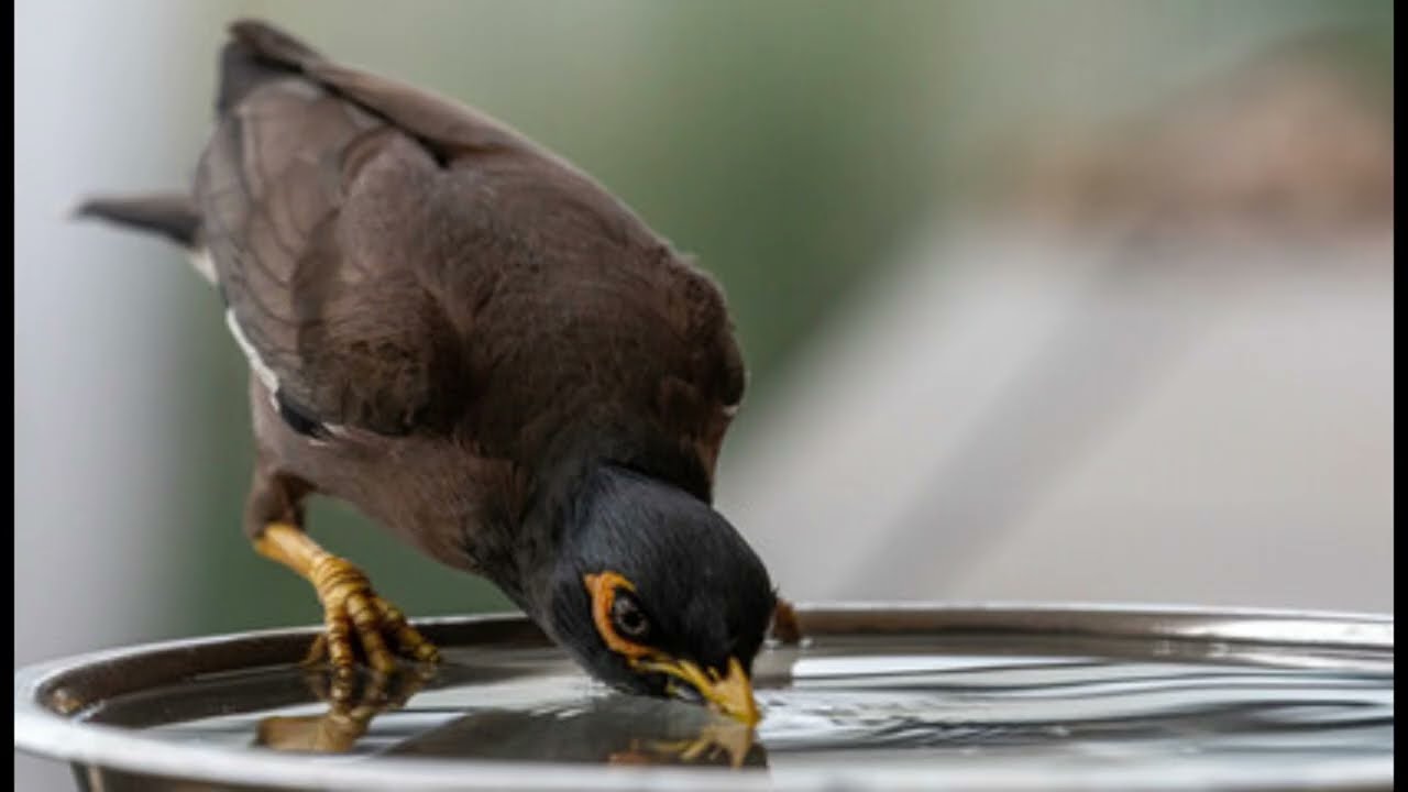 Myna bird songs and calls