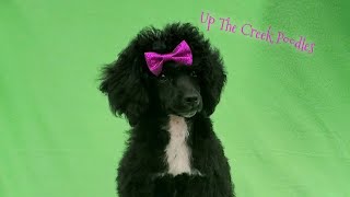 Black Mini Poodle Puppy by Up The Creek Poodles 343 views 1 year ago 1 minute, 14 seconds