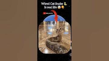 i found wired Cat snake 🐍 🤯👇 on google map and google earth 🌎 #shorts #map #location #short