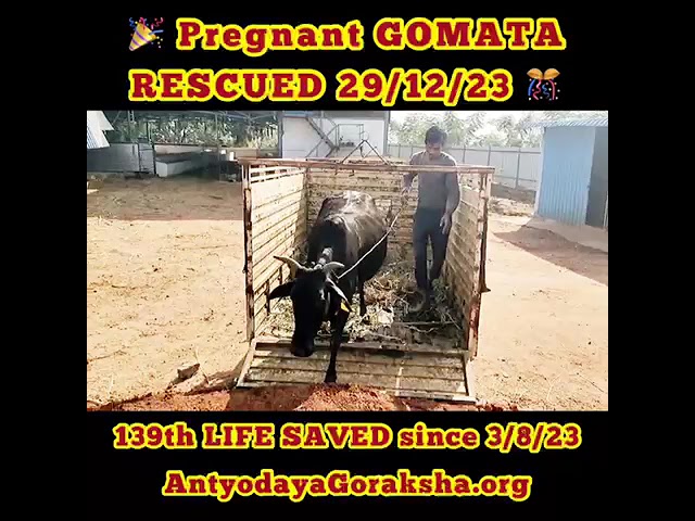 Pregnant Cow Saved